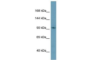 Western Blotting (WB) image for anti-Cap Methyltransferase 1 (CMTR1) (C-Term) antibody (ABIN2786076)