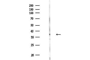 anti-Cysteine-Rich Secretory Protein 3 (CRISP3) (Internal Region) antibody