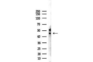 Western blot analysis of lysates from F10-LUC cells(starvation,24h treatment), using 5HB Receptor Antibody at 1/1000 dilution.