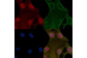 POLR2A Mouse Monoclonal Antibody staining Hela cells by IF/ICC. (POLR2A/RPB1 Antikörper  (Internal Region))