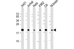 All lanes : Anti-RPS10 Antibody (C-Term) at 1:2000 dilution Lane 1: A431 whole cell lysate Lane 2: Jurkat whole cell lysate Lane 3: Hela whole cell lysate Lane 4: K562 whole cell lysate Lane 5: C6 whole cell lysate Lane 6: mouse brain lysate Lysates/proteins at 20 μg per lane. (RPS10 Antikörper  (AA 96-129))