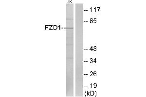 Western blot analysis of extracts from Jurkat cells, using FZD1 antibody. (FZD1 Antikörper  (Internal Region))