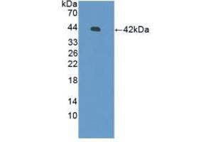 Western blot analysis of recombinant Human DEFb126. (DEFB126 Antikörper  (AA 21-111))