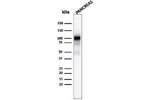 Western Blot Analysis of human Pancreas tissue lysate using GP2 Mouse Monoclonal Antibody (GP2/1803). (GP2 Antikörper  (AA 35-179))