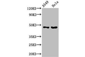Western Blot Positive WB detected in: A549 whole cell lysate, Hela whole cell lysate All lanes: SLC16A11 antibody at 3. (SLC16A11 Antikörper  (AA 428-471))