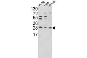 Western blot analysis of PSME2 Antibody (Center) in HL-60,Hela cell line and mouse liver tissue lysates (35ug/lane).