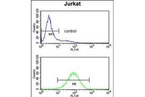 PLCL1 Antibody (N-term) (ABIN652796 and ABIN2842522) flow cytometry analysis of Jurkat cells (bottom histogram) compared to a negative control cell (top histogram). (PLCL1 Antikörper  (N-Term))