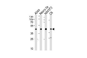 Western blot analysis of lysates from A549, mouse Neuro-2a, mouse NIH/3T3, rat C6 cell line (from left to right) using CREB1 Antibody (ABIN1944898 and ABIN2838500). (CREB1 Antikörper  (AA 1-297))