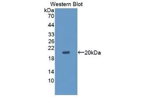 Western Blotting (WB) image for anti-CD99 (CD99) (AA 31-185) antibody (ABIN1867135) (CD99 Antikörper  (AA 31-185))