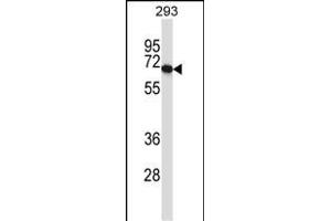 PDILT Antibody (Center) (ABIN657478 and ABIN2846506) western blot analysis in 293 cell line lysates (35 μg/lane). (PDILT Antikörper  (AA 345-374))