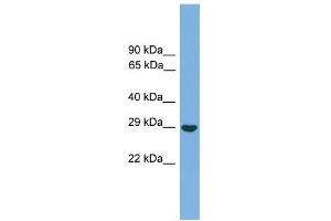 WB Suggested Anti-SPIN1 Antibody Titration: 0. (Spindlin 1 Antikörper  (Middle Region))