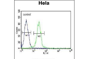 Flow cytometric analysis of Hela cells (right histogram) compared to a negative control cell (left histogram). (EWSR1 Antikörper  (C-Term))