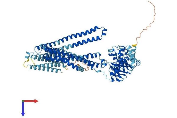 ABCB9 Protein (AA 1-766) (His tag)