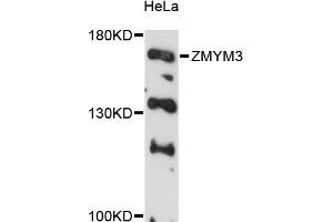 Western blot analysis of extracts of HeLa cells, using ZMYM3 antibody (ABIN6291075) at 1:3000 dilution. (ZMYM3 Antikörper)