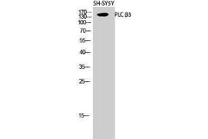 Western Blotting (WB) image for anti-phospholipase C, beta 3 (Phosphatidylinositol-Specific) (PLCB3) (Thr235) antibody (ABIN3186500)