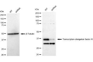 Western blotting analysis using Transcription elongation factor A1 antibody (ABIN7800582). (Rekombinanter TCEA1 Antikörper)