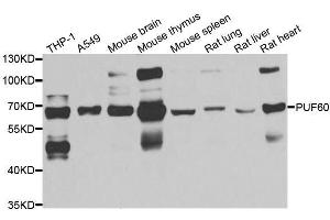 Western blot analysis of extracts of various cell lines, using PUF60 antibody. (PUF60 Antikörper  (AA 243-542))