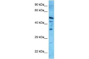 Host:  Rabbit  Target Name:  NR1H4  Sample Type:  HepG2 Whole Cell lysates  Antibody Dilution:  0. (NR1H4 Antikörper  (Middle Region))