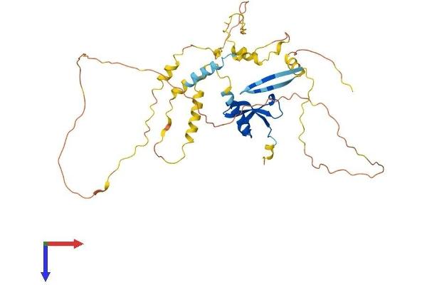 CBX6 Protein (AA 1-414) (His tag)