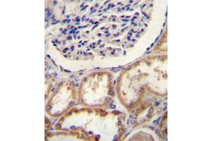 HtrA1 Antibody immunohistochemistry analysis in formalin fixed and paraffin embedded human kidney tissue followed by peroxidase conjugation of the secondary antibody and DAB staining. (HTRA1 Antikörper  (N-Term))