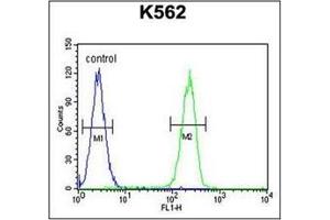 Flow Cytometric analysis of K562 cells (right histogram) compared to a negative control cell (left histogram) using RPL27A Antibody (C-term) Cat. (RPL27A Antikörper  (C-Term))