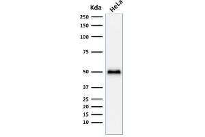 Western Blot Analysis of HeLa cell lysate using p53 Recombinant Rabbit Monoclonal Antibody (TP53/1799R). (Rekombinanter p53 Antikörper)