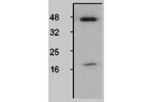 Image no. 1 for anti-Caspase 1 (CASP1) antibody (ABIN187803) (Caspase 1 Antikörper)