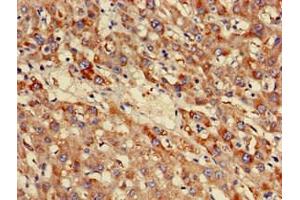 Immunohistochemistry of paraffin-embedded human liver tissue using ABIN7160920 at dilution of 1:100