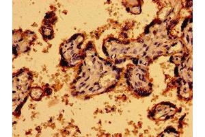 Immunohistochemistry of paraffin-embedded human placenta tissue using ABIN7162453 at dilution of 1:100 (P2RY1 Antikörper  (AA 329-373))