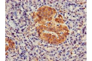 Immunohistochemistry of paraffin-embedded human pancreatic tissue using ABIN7154672 at dilution of 1:100 (GNG4 Antikörper  (AA 1-72))