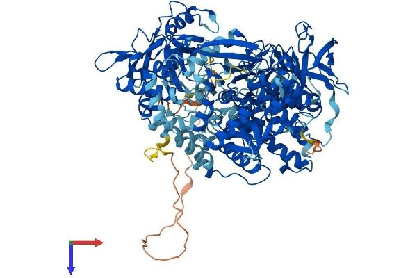 IREB2 Protein (AA 1-963) (His tag)