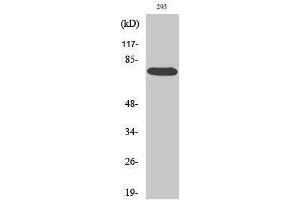 Western Blotting (WB) image for anti-V-Raf-1 Murine Leukemia Viral Oncogene Homolog 1 (RAF1) (Thr58) antibody (ABIN3186672)