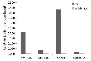 Chromatin immunoprecipitation analysis of extracts of 293T cells, using YY1 antibody (ABIN6128933, ABIN6150354, ABIN6150356 and ABIN6216742) and rabbit IgG. (YY1 Antikörper  (AA 1-200))