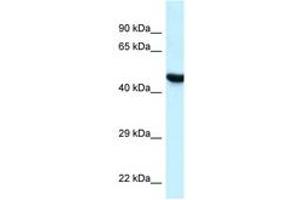 Image no. 1 for anti-Hyaluronidase-3 (HYAL3) (C-Term) antibody (ABIN6747546) (HYAL3 Antikörper  (C-Term))
