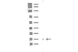 Western blot analysis of lysates from F10-LUC cells(starvation 24h treatment), using GR Antibody at 1/1000 dilution.