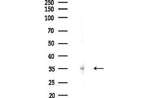 anti-TIMELESS Interacting Protein (TIPIN) antibody