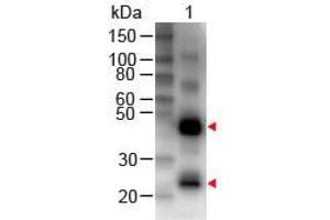 Western Blot of Rabbit anti-Human IgG (H&L) Antibody Biotin Conjugated Lane 1: Human IgG Load: 50 ng per lane Primary antibody: Human IgG (H&L) Antibody Biotin Conjugated at 1:1000 for 60 min RT Secondary antibody: HRP Conjugated Streptavidin at 1:40,000 for 30 min at RT Block: ABIN925618 for 30 min at RT (Kaninchen anti-Human IgG (Heavy & Light Chain) Antikörper (Biotin) - Preadsorbed)