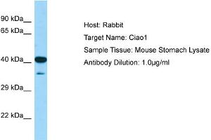 WB Suggested Anti-Ciao1 Antibody   Titration: 1.