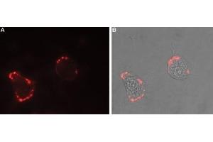 Expression of Nrxn1α in rat PC12 cells - Cell surface detection of Nrxn1α in intact living rat pheochromocytoma (PC12) cells. (Neurexin 1 Antikörper  (Extracellular, N-Term))