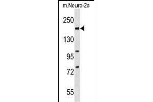 Mouse Rad50 Antibody (C-term) (ABIN1537647 and ABIN2838236) western blot analysis in mouse Neuro-2a cell line lysates (35 μg/lane). (RAD50 Antikörper  (C-Term))