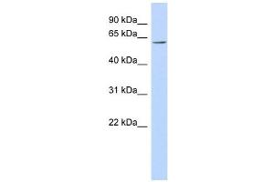 FLJ14803 antibody used at 1 ug/ml to detect target protein. (TMEM209 Antikörper  (N-Term))