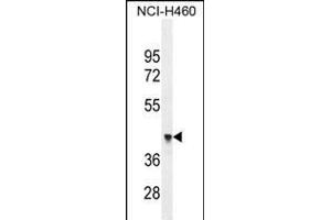 FX4L1 Antibody (N-term) (ABIN655284 and ABIN2844875) western blot analysis in NCI- cell line lysates (35 μg/lane).