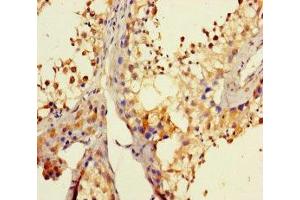 Immunohistochemistry of paraffin-embedded human testis tissue using ABIN7164380 at dilution of 1:100 (DHX35 Antikörper  (AA 1-300))
