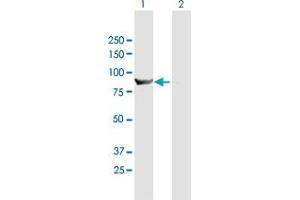 Western Blot analysis of HOOK1 expression in transfected 293T cell line by HOOK1 MaxPab polyclonal antibody. (HOOK1 Antikörper  (AA 1-728))