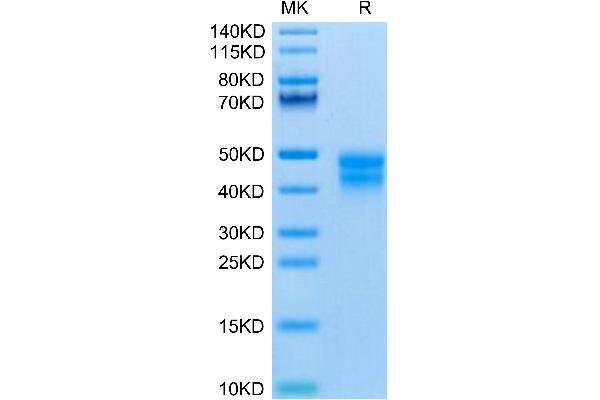 BTN2A2 Protein (AA 30-244) (His tag)