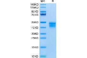 Mouse BTN2A2 on Tris-Bis PAGE under reduced condition. (BTN2A2 Protein (AA 30-244) (His tag))