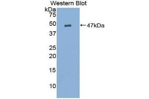 Western blot analysis of the recombinant protein. (Prostaglandin E Synthase Antikörper  (AA 21-148))