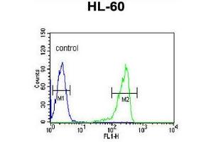 CAPN3 Antibody (C-term) flow cytometric analysis of HL-60 cells (right histogram) compared to a negative control cell (left histogram). (Calpain 3 Antikörper  (C-Term))