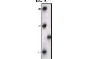 Western Blotting (WB) image for anti-Mitogen-Activated Protein Kinase-Activated Protein Kinase 5 (MAPKAPK5) (truncated) antibody (ABIN2464093)