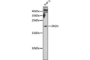 Western blot analysis of extracts of THP-1 cells, using SRGN antibody (ABIN6132571, ABIN6148441, ABIN6148443 and ABIN6222700) at 1:1000 dilution. (SRGN Antikörper  (AA 28-158))